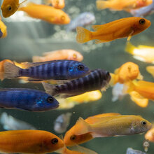 三湖鲷鱼慈雕慈鲷价格报价行情 京东