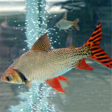 飞凤鱼价格报价行情 京东