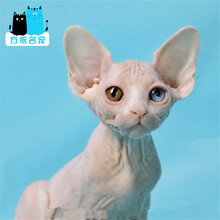 无毛猫价格报价行情- 京东