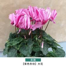 冬之花卉品牌及商品 京东