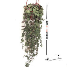 多肉植物爱之蔓价格报价行情 京东