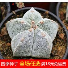 多肉植物帝玉品牌及商品 京东