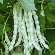 紫花豆角价格报价行情 京东 紫花豆角价格报价行情 京东