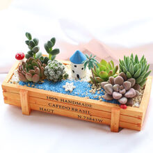 Diy多肉植物价格报价行情 京东