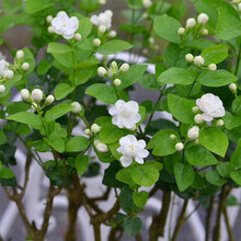 阳台苗木价格报价行情 京东