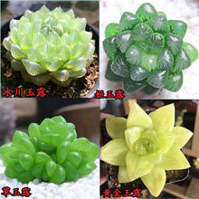 多肉黄金草新款 多肉黄金草21年新款 京东