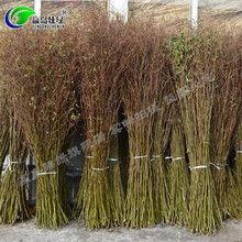 云龙园艺排行 京东