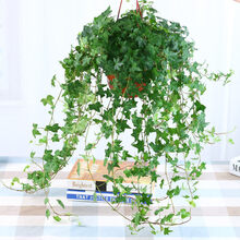 垂蔓植物价格报价行情 京东