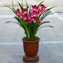 盆栽植物苗新款 盆栽植物苗21年新款 京东