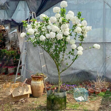 白绣球花价格报价行情 京东