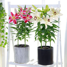 纯白水仙价格报价行情 京东