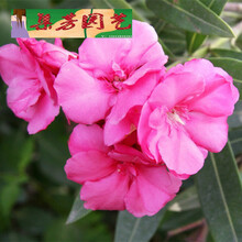 驱蛇植物新款 驱蛇植物21年新款 京东