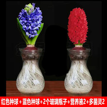红蓝种子价格报价行情 京东