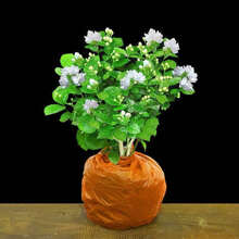 花盆栽花卉新款 花盆栽花卉21年新款 京东