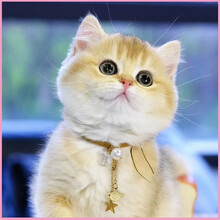 蓝白英短价格报价行情 京东