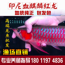 黑龙古新款 黑龙古2021年新款 京东