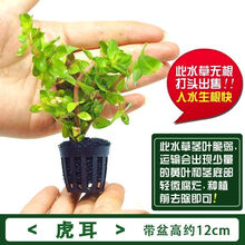 虎耳水草价格报价行情 京东