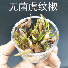 Ada水草造景价格图片精选 京东