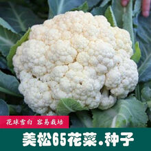 白菜花品牌及商品 京东