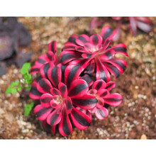 富士多肉价格报价行情 京东