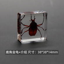甲虫昆虫标本新款 甲虫昆虫标本21年新款 京东 甲虫昆虫标本新款 甲虫昆虫标本21年新款 京东