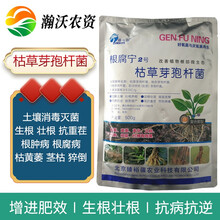 枯草芽孢杆菌价格报价行情 京东