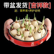 吉祥水养植物价格报价行情 京东