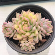 富士多肉价格报价行情 京东