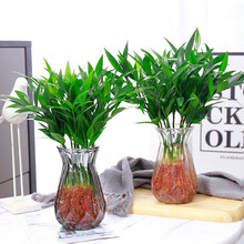 盆栽植物苗新款 盆栽植物苗21年新款 京东