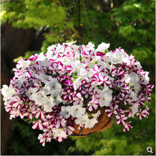 五星花种子新款 五星花种子21年新款 京东 五星花种子新款 五星花种子21年新款 京东