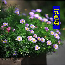 花坛草花新款 花坛草花21年新款 京东