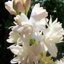 晚香玉盆栽价格报价行情 京东