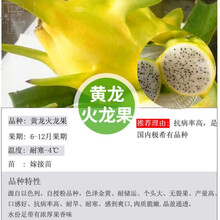 黄麒麟龙果价格报价行情 京东