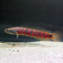 珍珠龙鱼价格报价行情 京东