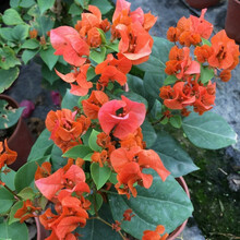 盆栽植物苗新款 盆栽植物苗21年新款 京东