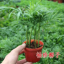 紫花凤梨新款 紫花凤梨21年新款 京东 紫花凤梨新款 紫花凤梨21年新款 京东