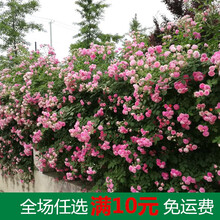 十姐妹蔷薇新款 十姐妹蔷薇21年新款 京东