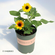 盆栽向日葵价格报价行情 京东
