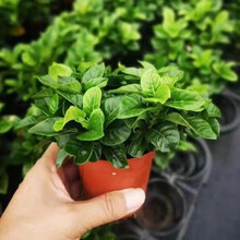 室内小型植物新款 室内小型植物21年新款 京东