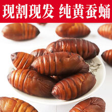 蚕蛹的营养型号规格 京东