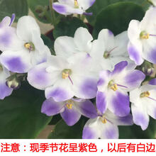 花草蓝天 京东