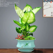 万年青植物新款 万年青植物21年新款 京东