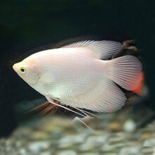 中型观赏鱼新款 中型观赏鱼21年新款 京东