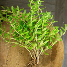 室内植物种苗价格报价行情 京东