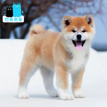 秋田犬幼犬价格报价行情 京东