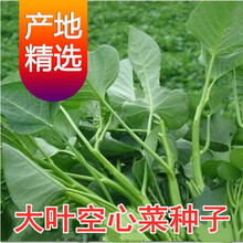水培空心菜新款 水培空心菜21年新款 京东 水培空心菜新款 水培空心菜21年新款 京东
