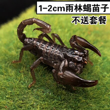 宠物雨林蝎价格报价行情 京东