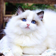 布偶猫海豹双色型号规格 京东