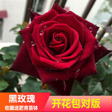 黑玫瑰花苗新款 黑玫瑰花苗21年新款 京东