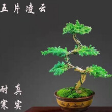 松柏盆栽价格报价行情 京东